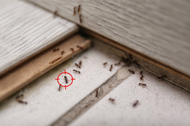 Best Best Pest Control Companies  in Lake Landor, VA